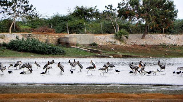 Koonthankulam Bird Sanctuary