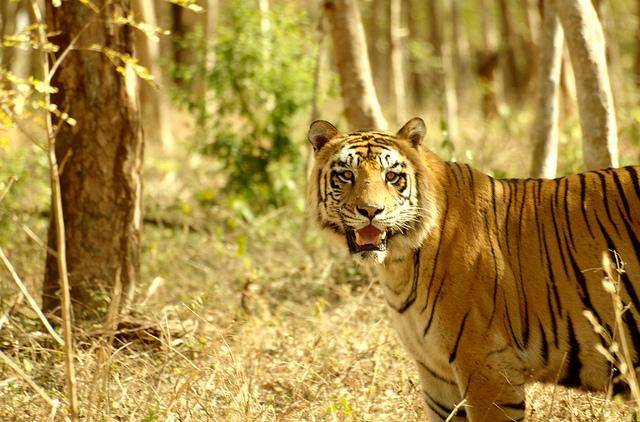 Tiger and Lion Safari, Shimoga