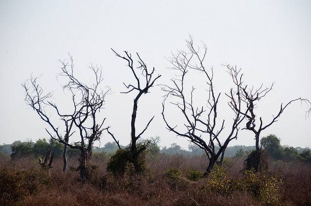 Keoladeo National Park