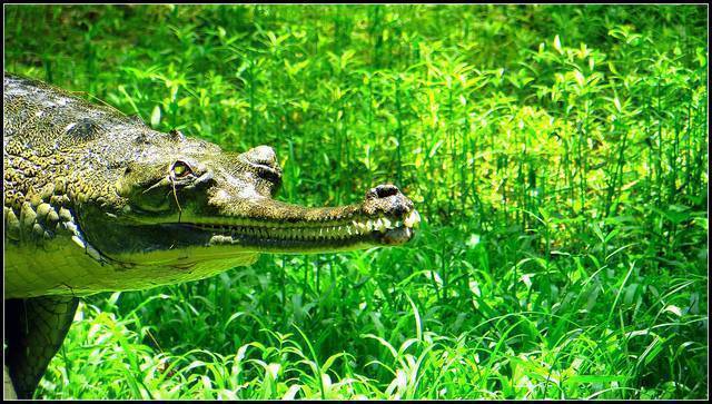 Tata Steel Zoological Park