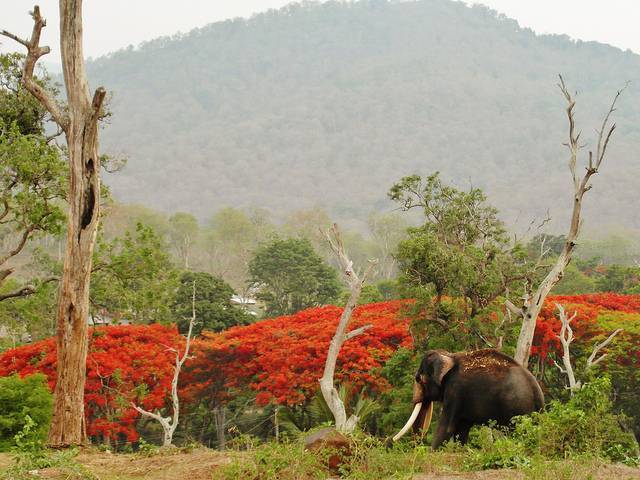 Mudumalai National Park